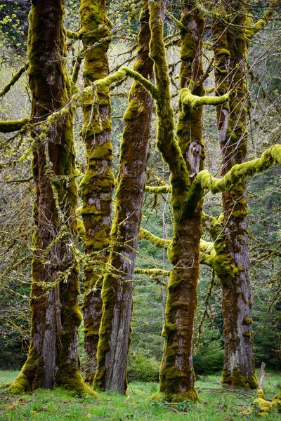 Madison falls olimpik Milli Parkı