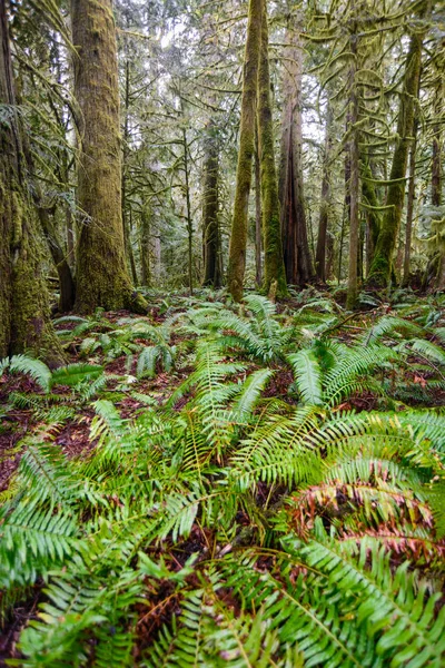 Mondsichel Olympischen Nationalpark — Stockfoto