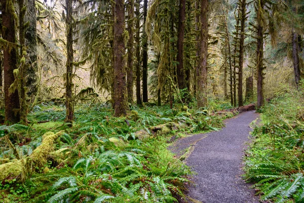 Hoh Rainforest Parque Nacional Olímpico —  Fotos de Stock