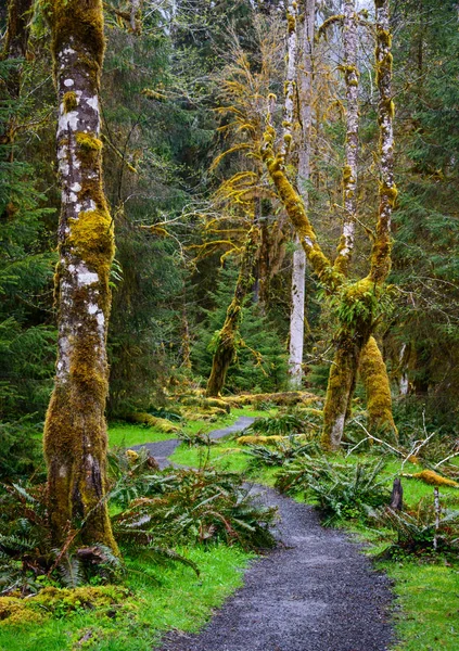 Hoh Rainforest Olympic National Park — Stock Photo, Image