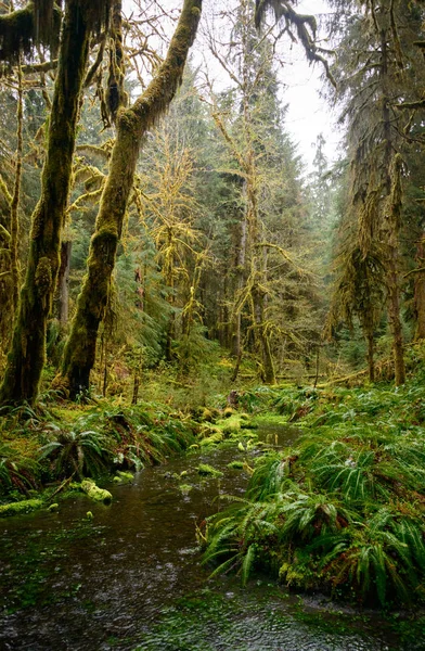 Hoh Rainforest Olympic National Park — Stock Photo, Image