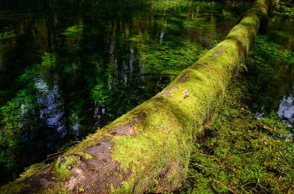 Quinault Regnskog Olympic National Park — Stockfoto