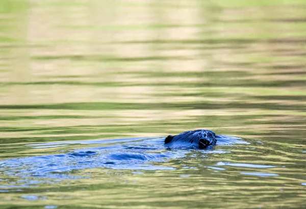 Beaver Swims Spring Pekhorka River — Stock Photo, Image