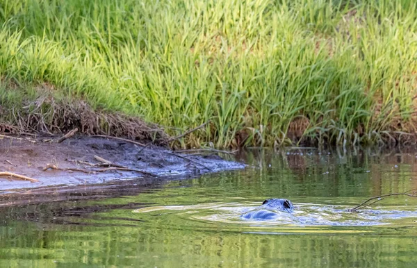 Castor Nage Sur Rivière Pekhorka Printemps — Photo