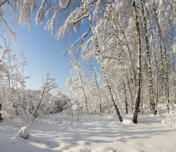 明るい晴れた日のサイレント午後の雪に覆われた冬の森 — ストック写真