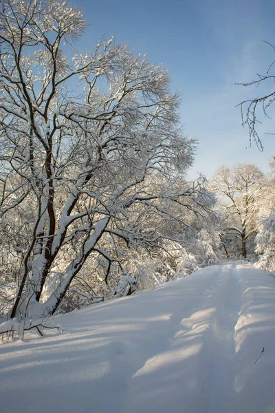 Zimní Krajina Husté Sněžení Zasněžené Stromy Mrazivém Slunečný Den — Stock fotografie