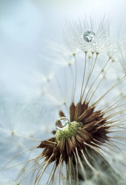 Dandelion Fofo Com Sementes Gotas Água — Fotografia de Stock