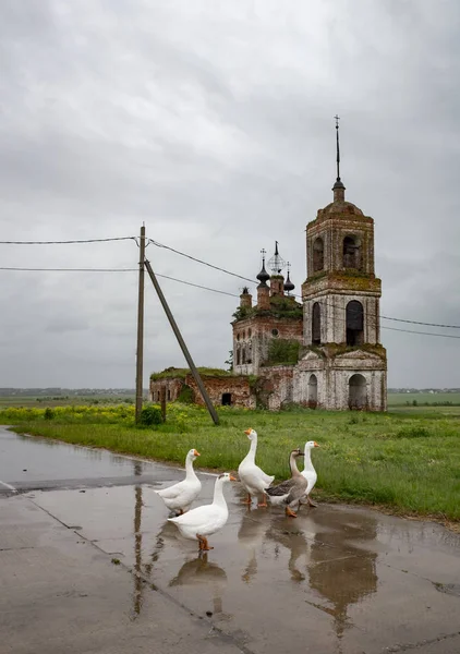 Tapınak Flora ve Kibol, Vladimir Bölgesi, Suzdal bölge Manastırı