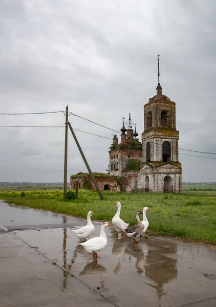 Tempelflora Und Kloster Kibol Gebiet Wladimir Bezirk Susdal — Stockfoto