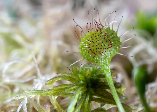 背景をぼかした写真に Sundew 植物捕食 — ストック写真