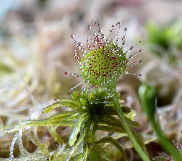 背景をぼかした写真に Sundew 植物捕食 — ストック写真