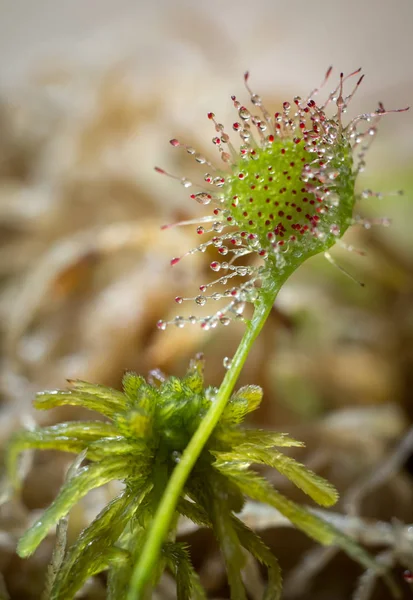 背景をぼかした写真に Sundew 植物捕食 — ストック写真