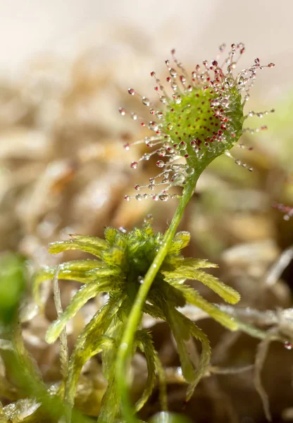 背景をぼかした写真に Sundew 植物捕食 — ストック写真