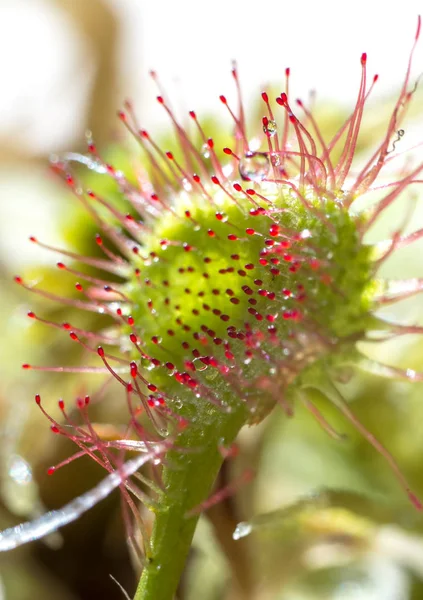 Sundew Tanaman Predator Pada Latar Belakang Kabur — Stok Foto