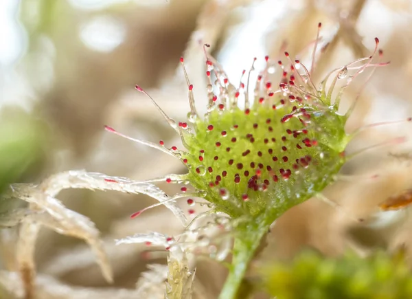 背景をぼかした写真に Sundew 植物捕食 — ストック写真