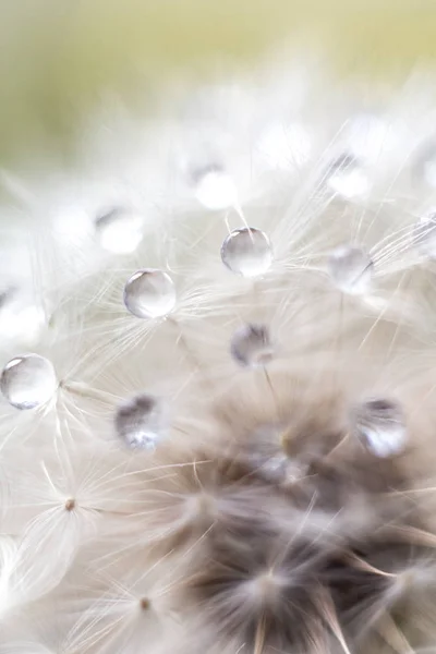 Dandelion with water drops close-up