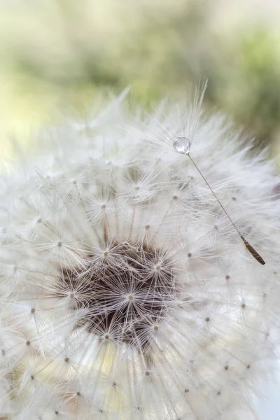 Dandelion with water drops close-up