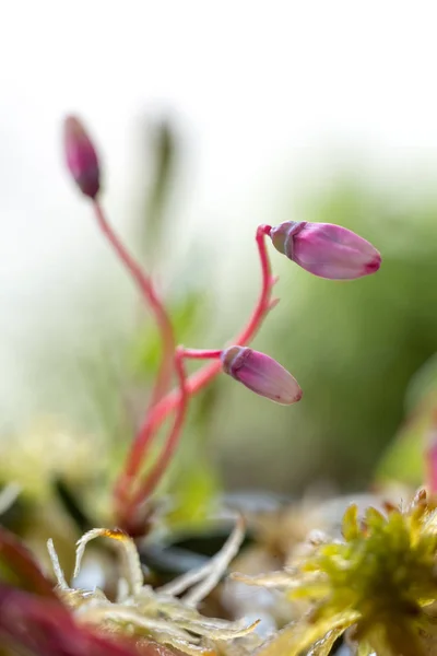 クランベリーの芽のクローズ アップ — ストック写真