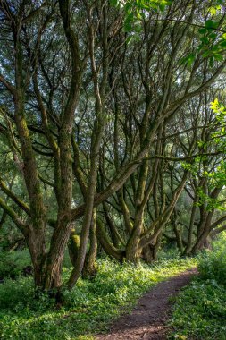 Moskova'da izmaylovsky parkta yaz akşamları sihirli willows