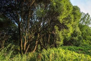 Şehir Izmailovo Parkı içinde eski sihirli willows
