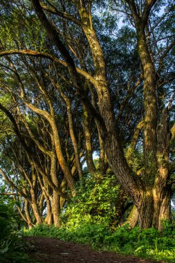 Şehir Izmailovo Parkı içinde eski sihirli willows