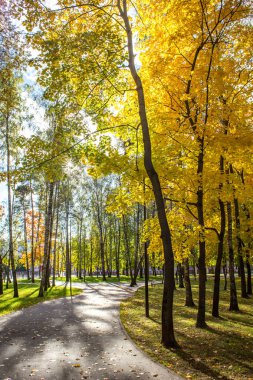 Balashikha, Moscow region, Rusya Federasyonu - 08 Ekim 2018: Şehir Parkı ile sarı parlak güneşli bir sonbahar günde ağaçlarda yaprak