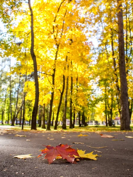 俄罗斯莫斯科地区巴拉希哈 2018年10月08日 城市公园在阳光明媚的秋日 树上有黄叶子 — 图库照片