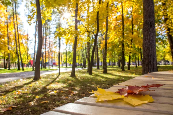 Balashikha Moscow Region Rusland Oktober 2018 Stadspark Een Heldere Zonnige — Stockfoto