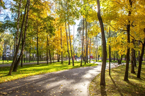 俄罗斯莫斯科地区巴拉希哈 2018年10月08日 城市公园在阳光明媚的秋日 树上有黄叶子 — 图库照片