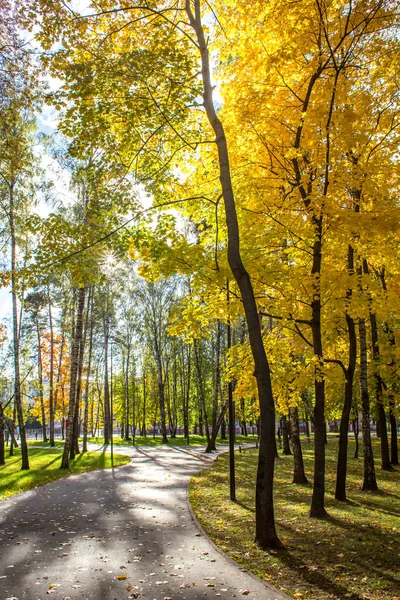 Balashikha Moscow Region Federacja Rosyjska Października 2018 Park Miejski Jasny — Zdjęcie stockowe