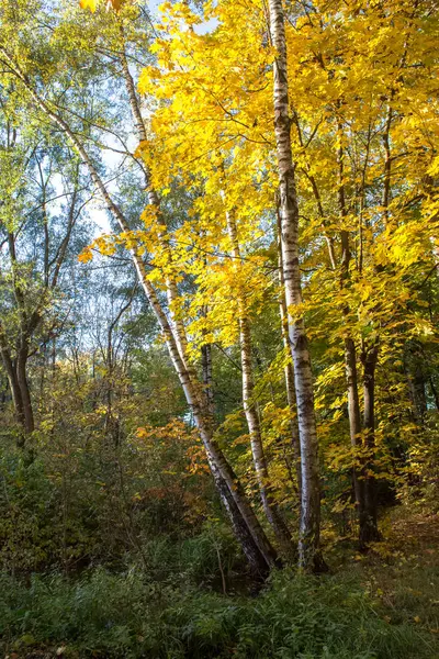 Balashikha Moscow Region Rusland Oktober 2018 Stadspark Een Heldere Zonnige — Stockfoto