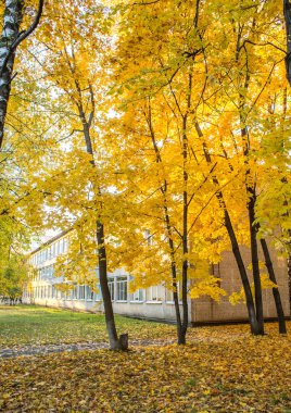 Okul binası içinde maples sarı sonbahar yaprakları