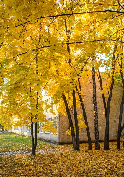 Школа Желтой Осенней Листве Кленов — стоковое фото