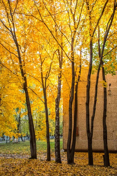 Het Schoolgebouw Gele Herfst Gebladerte Van Esdoorns — Stockfoto