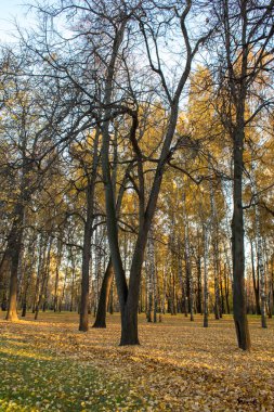Izmailovo Parkı parlak sonbahar günü