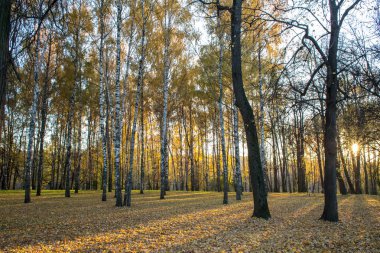 Izmailovo Parkı parlak sonbahar günü
