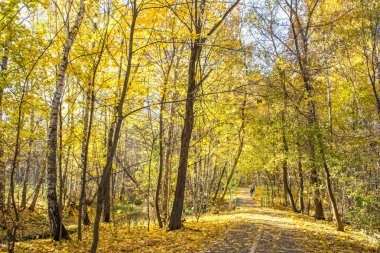 Izmailovo Parkı parlak sonbahar günü