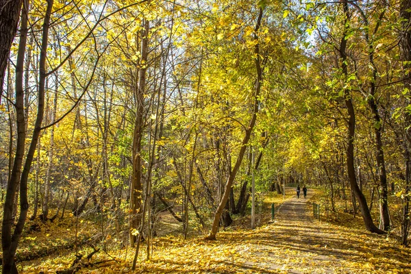 Светлый Осенний День Измайловском Парке — стоковое фото