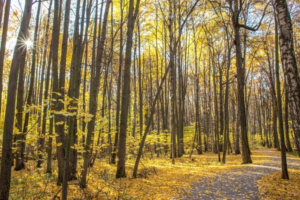 Светлый Осенний День Измайловском Парке — стоковое фото