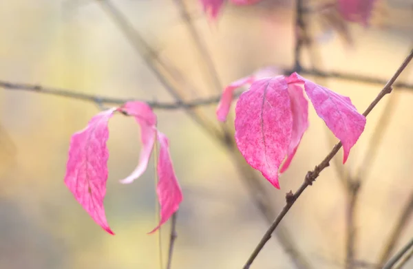 Ροζ Φύλλα Του Έναν Ευώνυμο Ένα Υποκατάστημα — Φωτογραφία Αρχείου