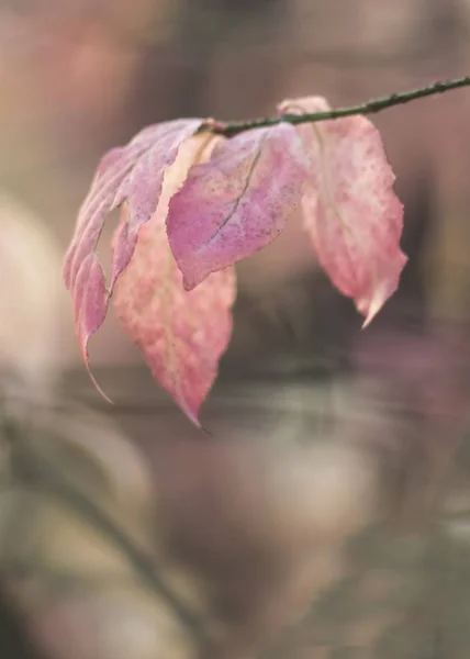 Las Hojas Rosadas Del Euonimo Sobre Rama — Foto de Stock