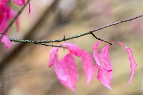 Rosa Blätter Eines Euonymus Auf Einem Zweig — Stockfoto