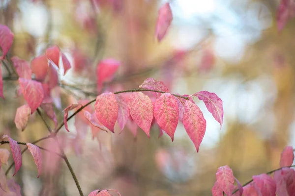 Feuilles Roses Euonymus Sur Une Branche — Photo