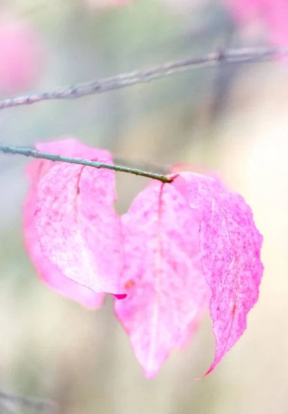 Foglie Rosa Euonimo Ramo — Foto Stock