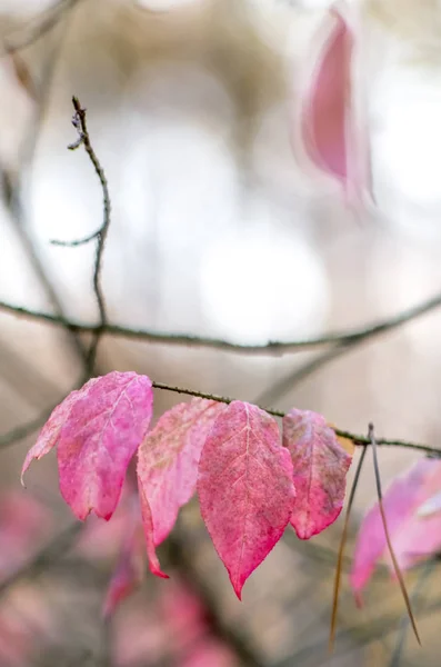 Pink Listy Brslen Větvi — Stock fotografie