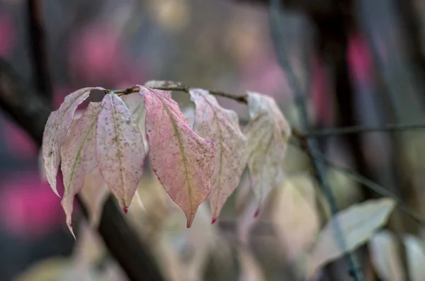 Pink Leaves Euonymus Branch — Stock Photo, Image