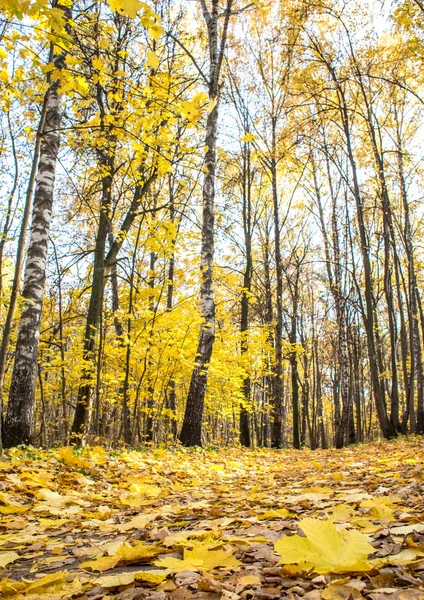 Paisaje Otoñal Caída Hojas Parque — Foto de Stock