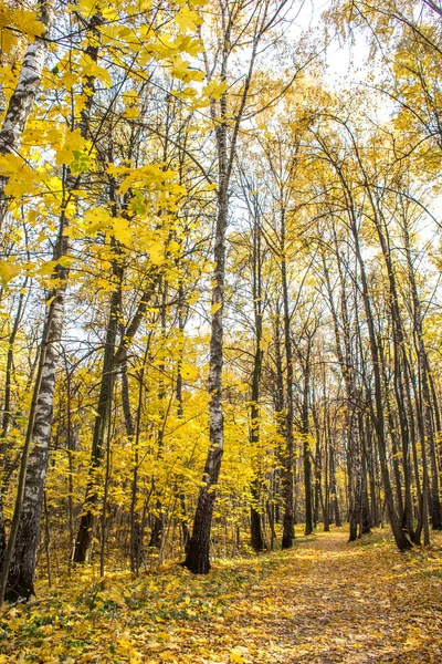 Осенний Пейзаж Листопад Парке — стоковое фото