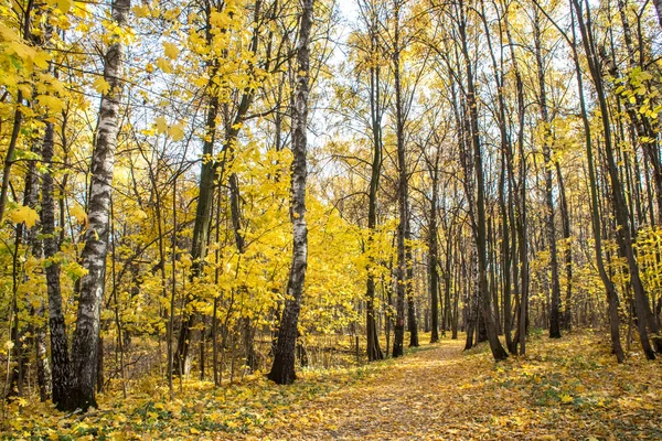 Осенний Пейзаж Листопад Парке — стоковое фото