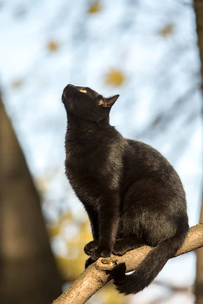 Schwarze Katze Auf Einem Baum Einem Hellen Herbsttag — Stockfoto